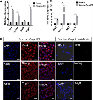 Defining the Pluripotent Marker Genes for Identification of Teleost Fish Cell Pluripotency During Reprogramming